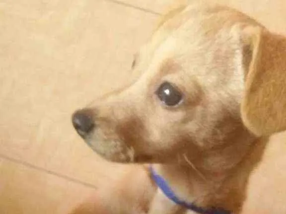 Cachorro ra a Vira-lata idade 2 a 6 meses nome Catarina