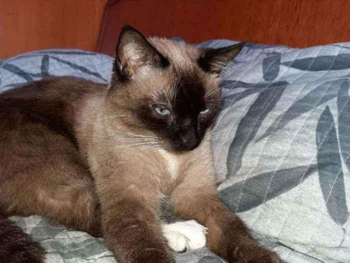 Gato ra a Siames idade 3 anos nome Apollo