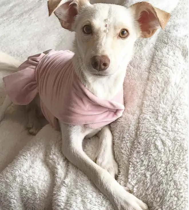 Cachorro ra a Sem raça definida idade 1 ano nome SHIVA