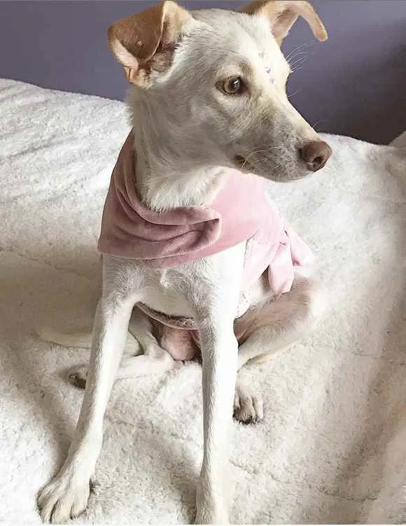 Cachorro ra a Sem raça definida idade 1 ano nome SHIVA
