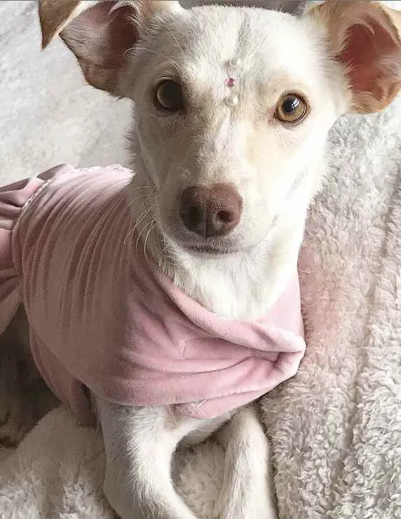 Cachorro ra a Sem raça definida idade 1 ano nome SHIVA