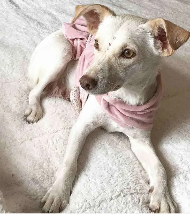 Cachorro ra a Sem raça definida idade 1 ano nome SHIVA