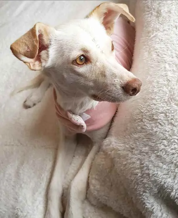 Cachorro ra a Sem raça definida idade 1 ano nome SHIVA