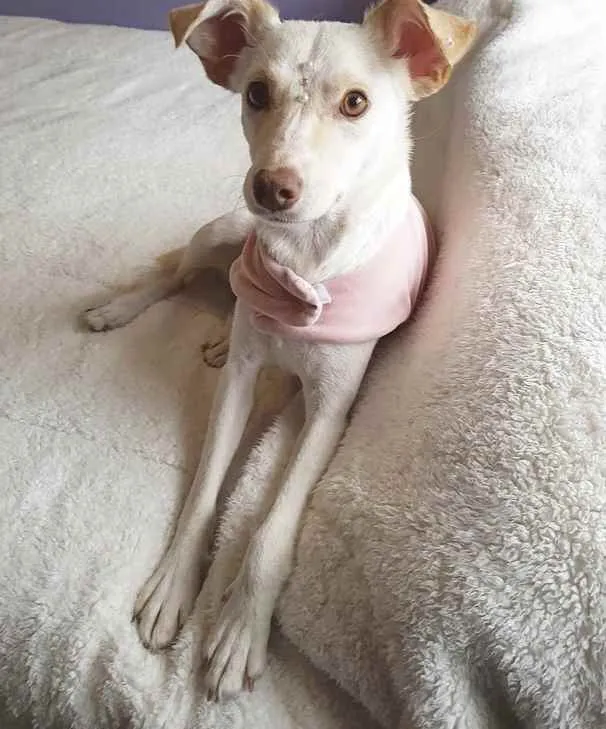 Cachorro ra a Sem raça definida idade 1 ano nome SHIVA