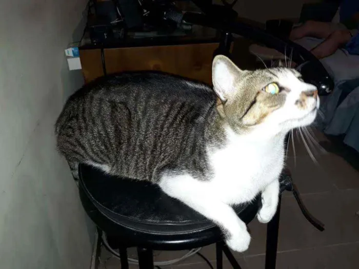 Gato ra a Srd idade 2 anos nome Hunter