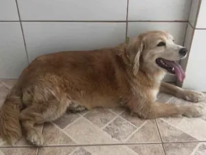 Cachorro raça Parece um golden  idade 4 anos nome Não sei gente 