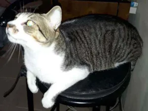 Gato raça Srd idade 2 anos nome Hunter