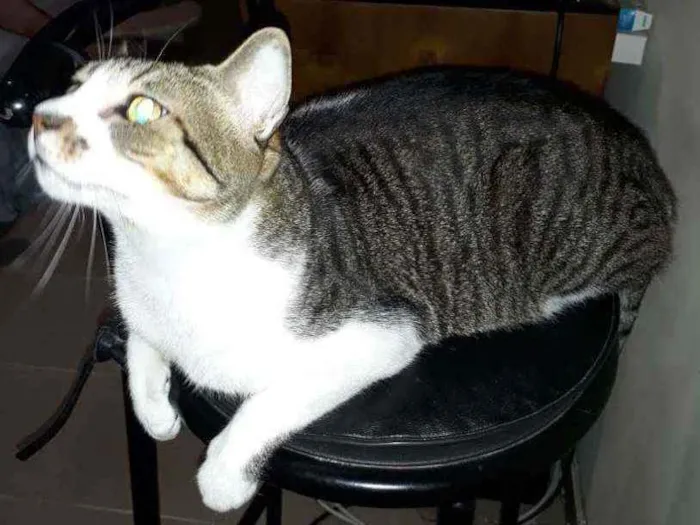 Gato ra a Srd idade 2 anos nome Hunter