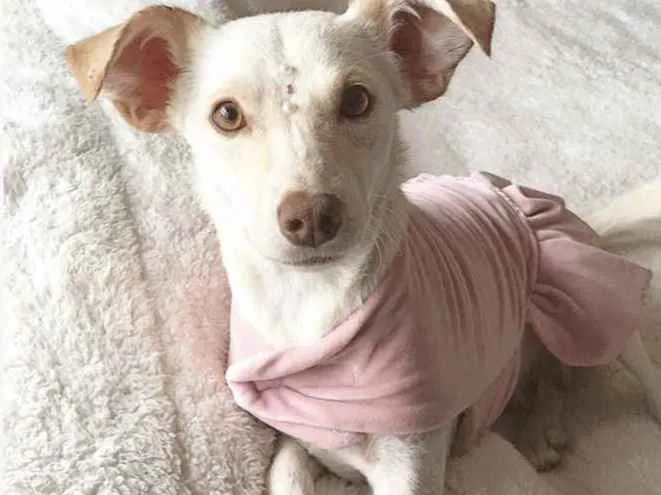 Cachorro ra a Sem raça definida idade 1 ano nome SHIVA