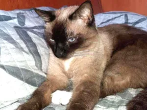 Gato raça Siames idade 3 anos nome Apollo