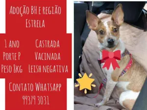 Cachorro raça SRD idade 1 ano nome Estrela