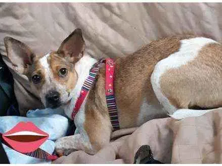 Cachorro raça SRD idade 1 ano nome Estrela
