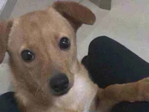 Cachorro raça Vira-lata idade 2 a 6 meses nome Catarina