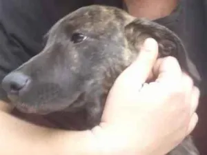 Cachorro raça srd, porte médio  idade 2 a 6 meses nome Elvira