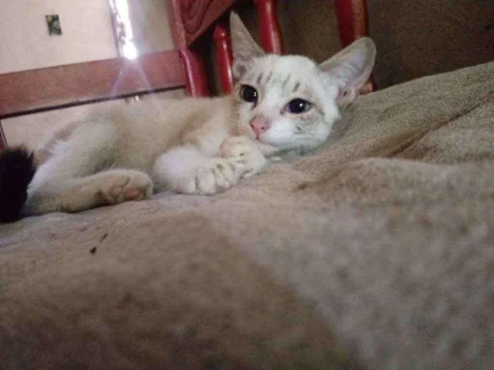 Gato raça Siamês idade 2 a 6 meses nome Linda