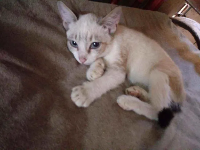 Gato raça Siamês idade 2 a 6 meses nome Linda