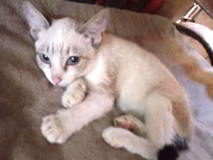 Gato raça Siamês idade 2 a 6 meses nome Linda