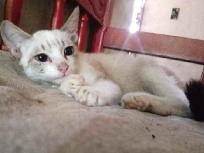 Gato raça Siamês idade 2 a 6 meses nome Linda