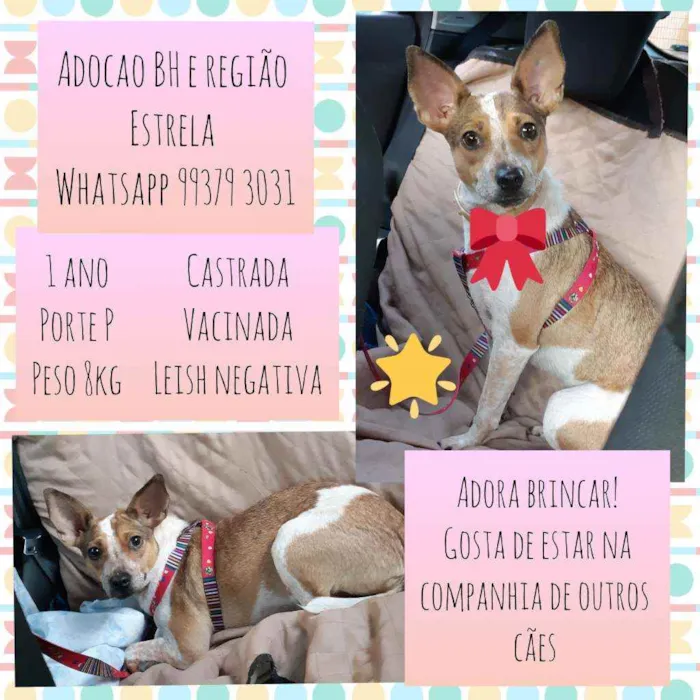 Cachorro raça SRD idade 1 ano nome Estrela