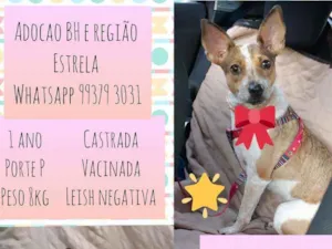 Cachorro raça SRD idade 1 ano nome Estrela