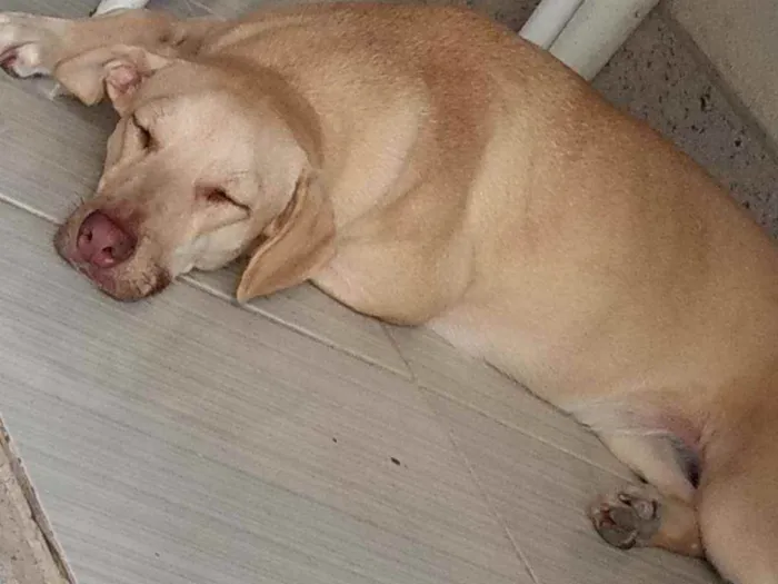 Cachorro ra a labrador mistutado idade 3 anos nome katy