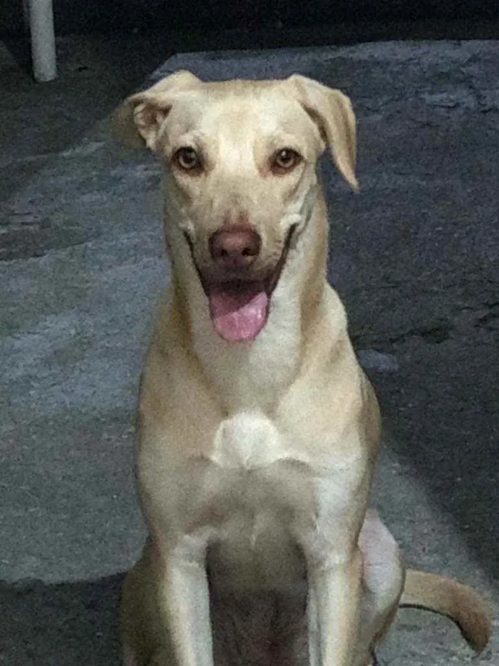 Cachorro ra a labrador mistutado idade 3 anos nome katy