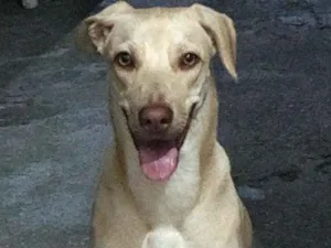 Cachorro raça labrador mistutado idade 3 anos nome katy