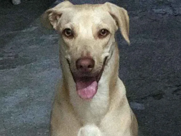 Cachorro ra a labrador mistutado idade 3 anos nome katy