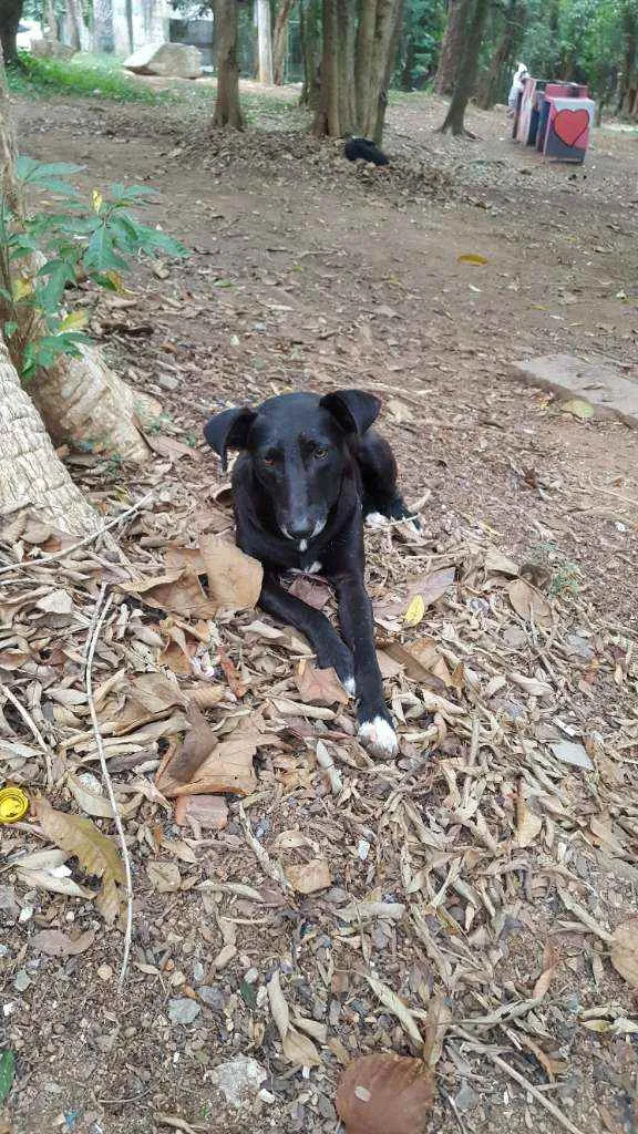 Cachorro ra a Vira lata idade 3 anos nome Negão 