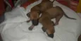 Zoe e Luna
