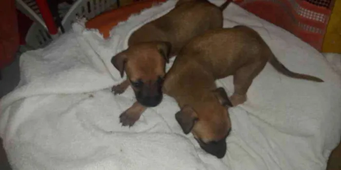 Cachorro ra a Srd idade Abaixo de 2 meses nome Zoe e Luna