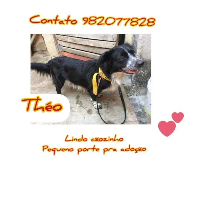 Cachorro ra a  idade 1 ano nome Théo 
