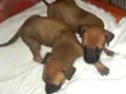 Zoe e Luna