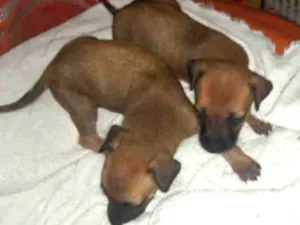 Cachorro raça Srd idade Abaixo de 2 meses nome Zoe e Luna