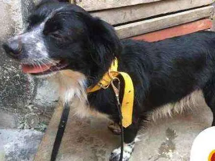 Cachorro ra a  idade 1 ano nome Théo 