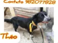 Théo 