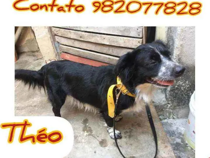 Cachorro ra a  idade 1 ano nome Théo 