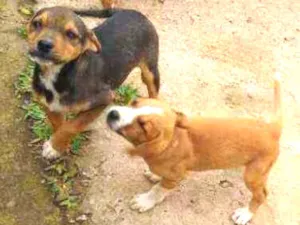 Cachorro raça Vira lata idade 2 a 6 meses nome Varios