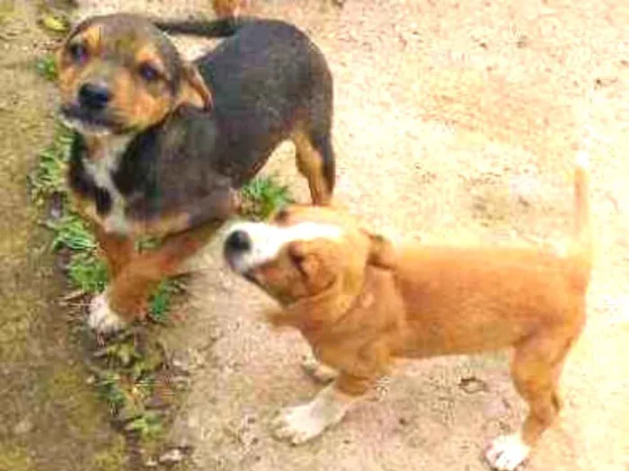 Cachorro ra a Vira lata idade 2 a 6 meses nome Varios