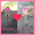 Bolinha