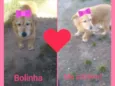 Bolinha