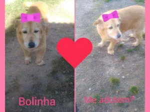 Cachorro raça Vira lata idade 6 ou mais anos nome Bolinha