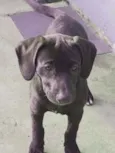 Carol (Mix Pitbull)