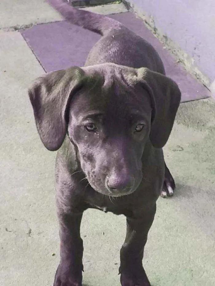 Cachorro raça Mix Pitbull idade 2 a 6 meses nome Carol (Mix Pitbull)
