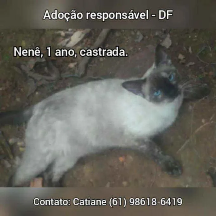 Cachorro ra a SRD idade 1 ano nome Preta