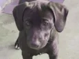 Carol (Mix Pitbull)