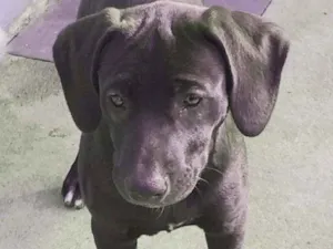 Cachorro raça Mix Pitbull idade 2 a 6 meses nome Carol (Mix Pitbull)