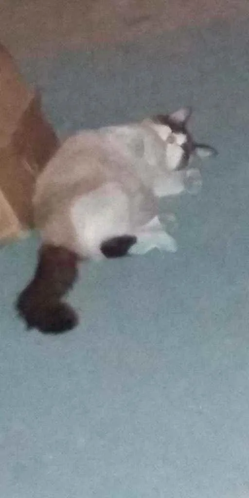 Gato ra a Siamês idade 1 ano nome Bella