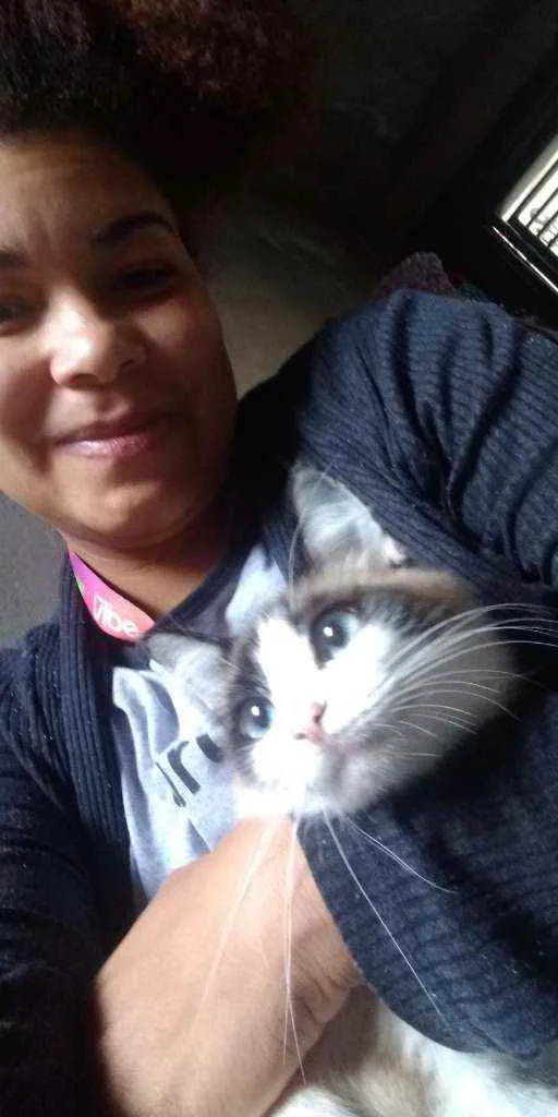 Gato ra a Siamês idade 1 ano nome Bella