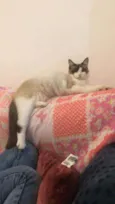 Bella